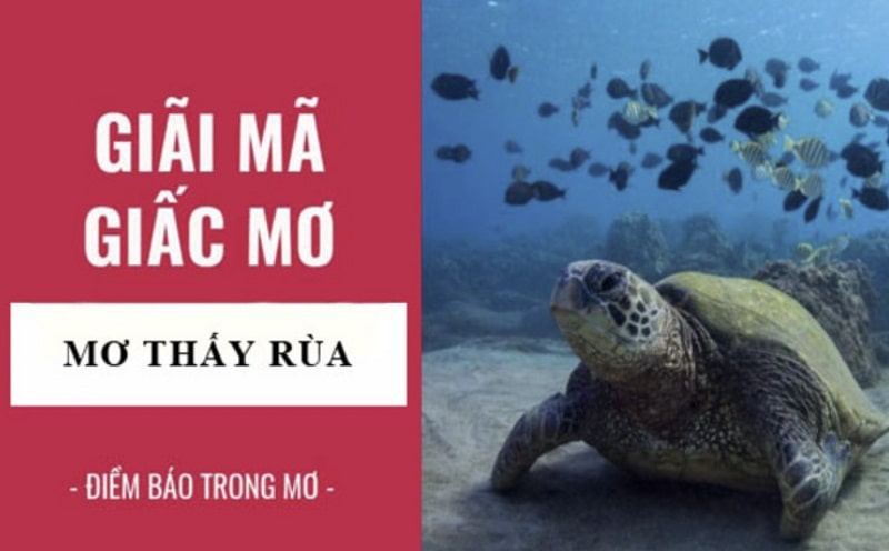 Giải mã giấc mơ thấy rùa