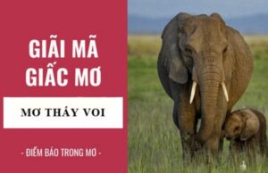 Giải mã giấc mơ thấy voi