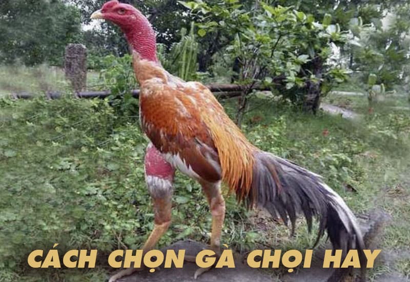 Cách chọn gà chọi hay của cao thủ